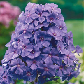 Vlambloem 'Amethyst' - Phlox paniculata Amethyst - Willemse