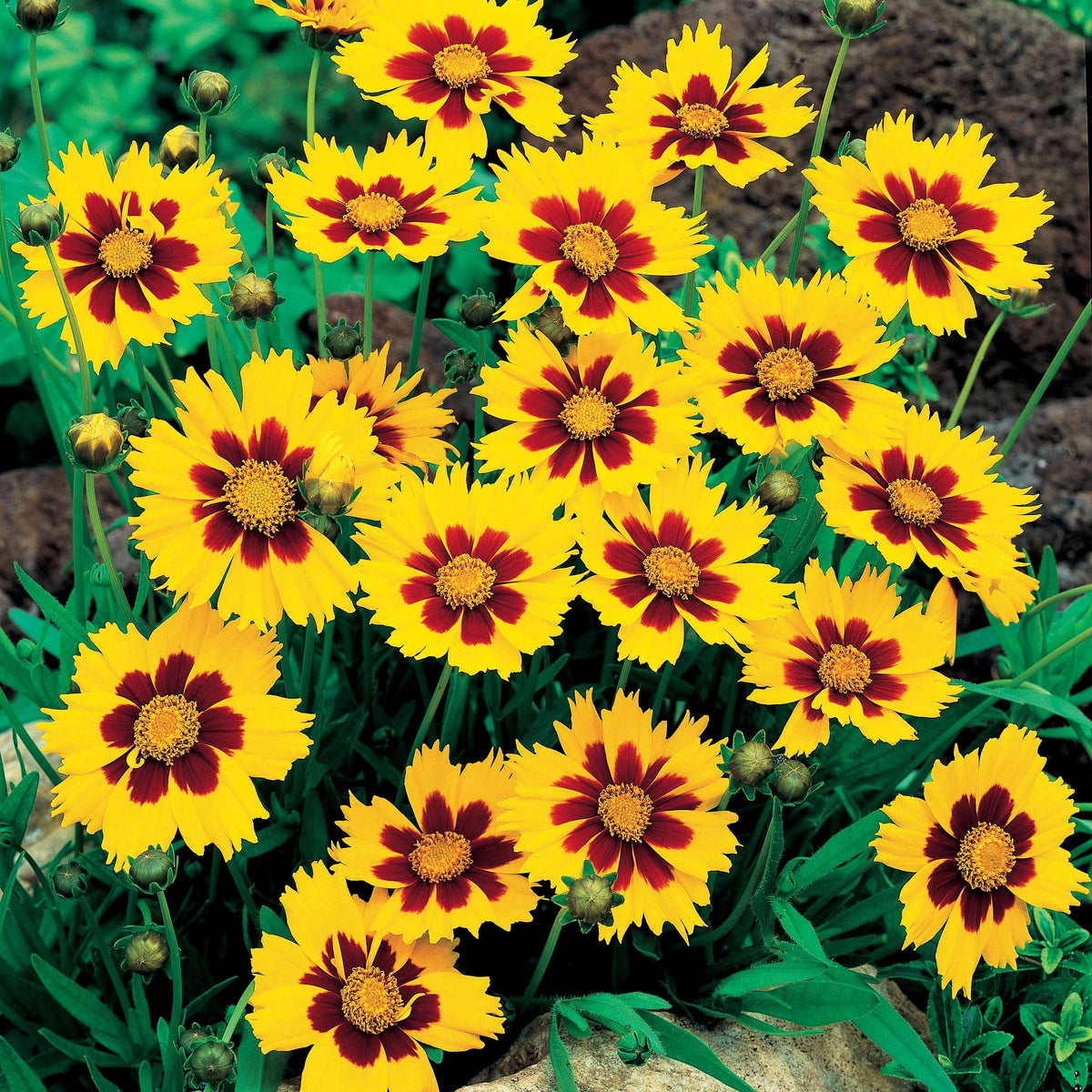 Coreopsis lanceolata Sterntaler - Meisjesogen - Meisjesogen