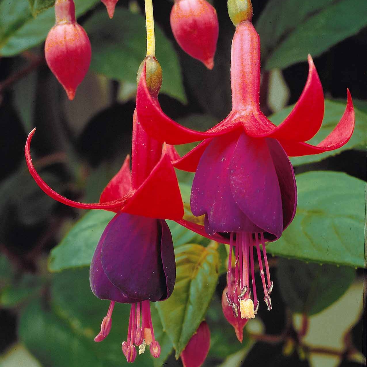 Fuchsia brilliant - Bellenplant 'Brilliant' (x3) - Fuchsia