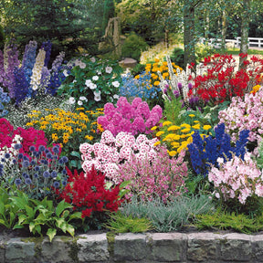 Vaste planten borderpakket - ca. 6 m² - Delphinium, Phlox, Liatris, Gypsophila, Rudbeckia, Physostegia, Astilbe, Achillea - Willemse