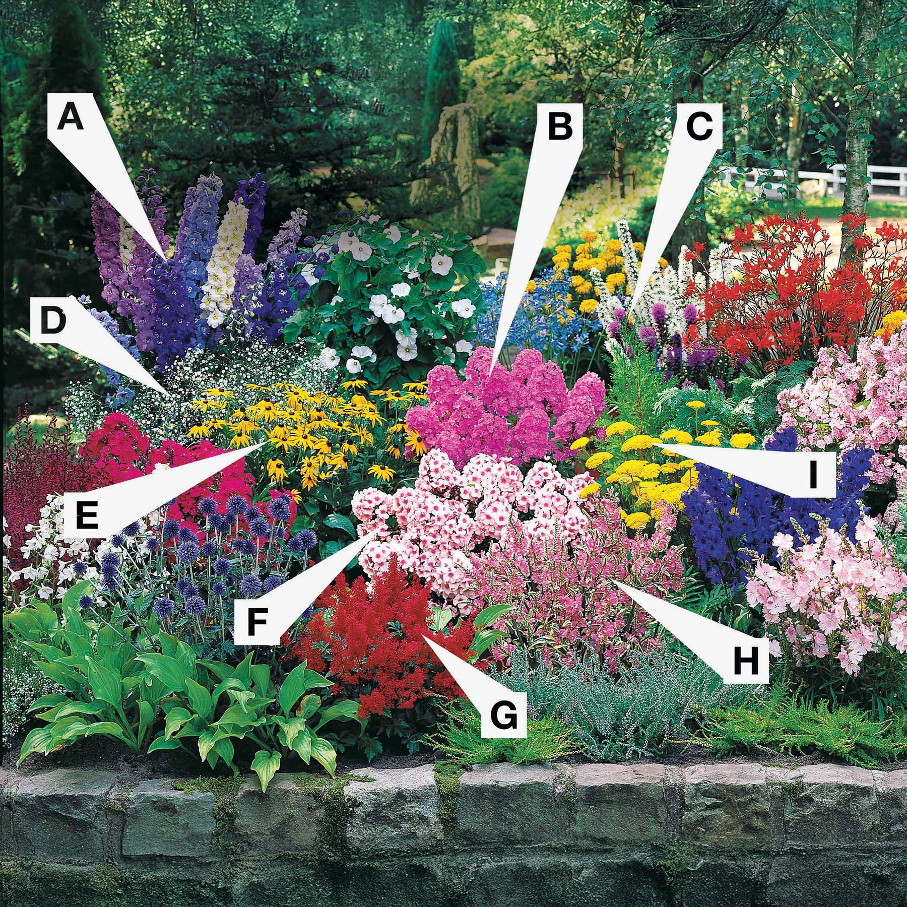 Vaste planten borderpakket - ca. 6 m² - Willemse