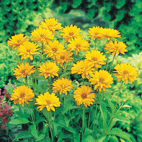 Bloeiende vaste planten - Zonneoog (x5) - Heliopsis scabra