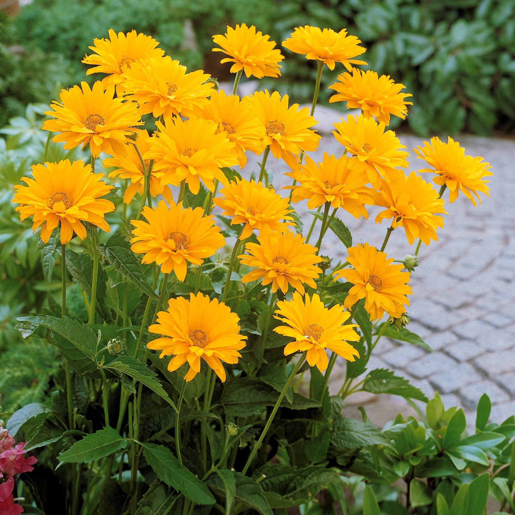 Heliopsis scabra - Zonneoog (x5) - Bloeiende vaste planten