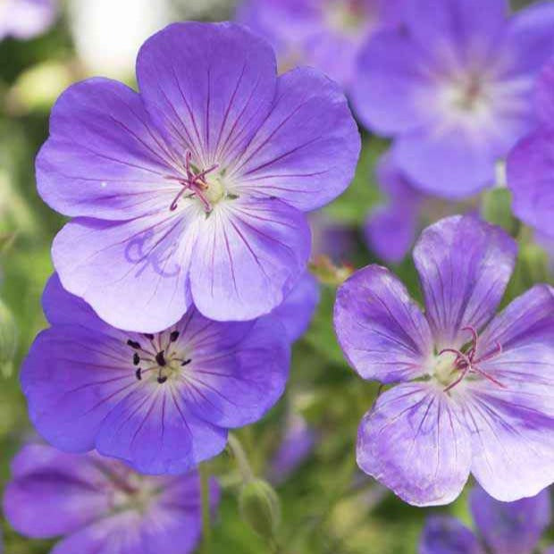 Winterharde geranium Mix 'Katharine Adèle' + hymalayense (x9) - Geraniums - Willemse
