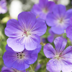 Ooievaarsbek - Geranium himalayense