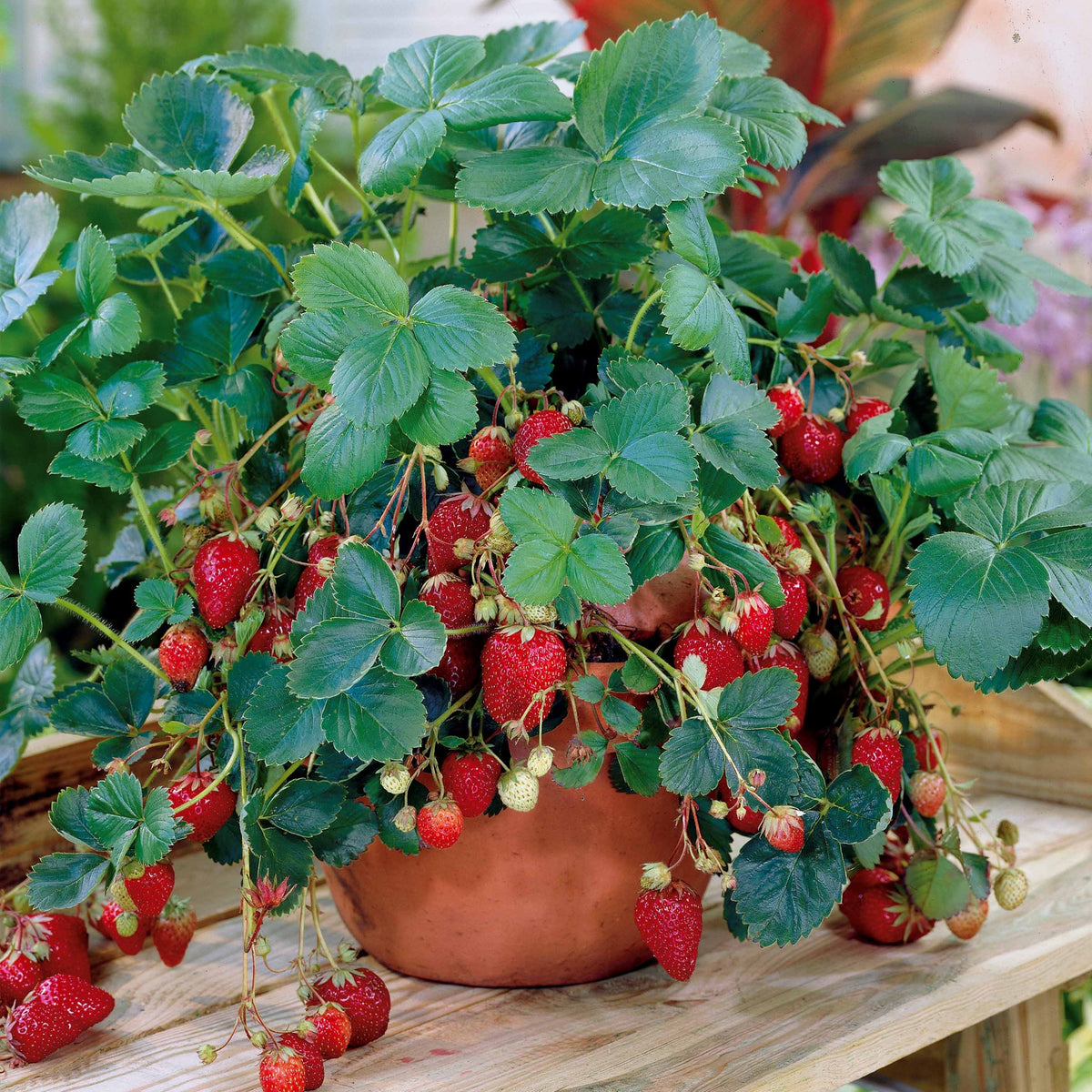 Aardbei 'Maestro' - Fragaria maestro ® cov 89.98.1 - Willemse