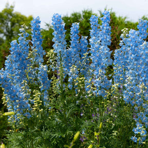 Ridderspoor en vuurpijl Mix - Delphinium Sky Blue, Kniphofia Sunningdale Gold - Willemse