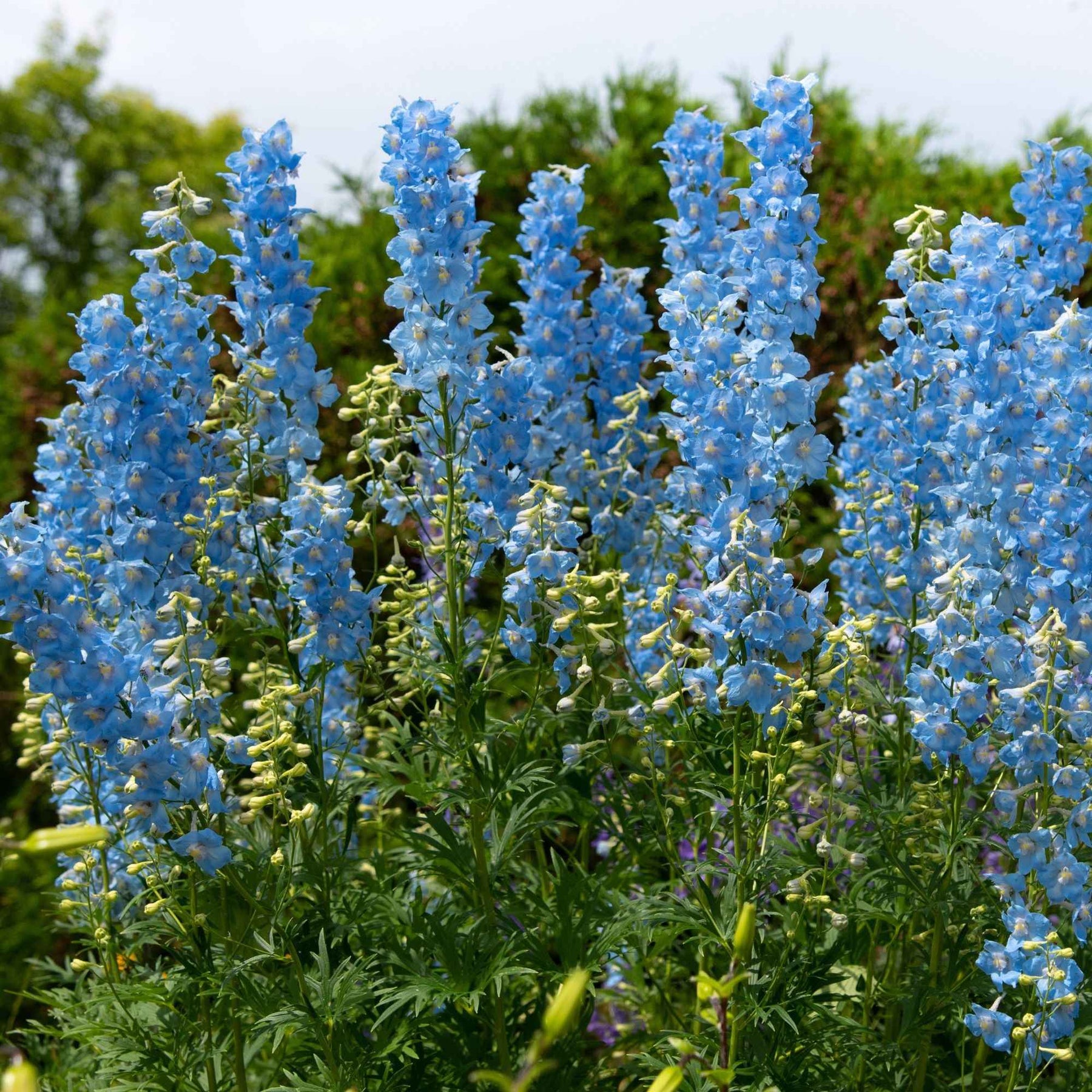 Verzameling vaste planten voor buitenbedden (x11) - Delphinium, gypsophila paniculata, centranthus ruber - Willemse