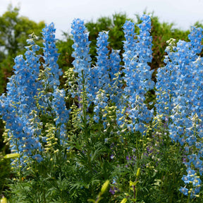 Ridderspoor 'Ciel Blue' (x5) - Willemse