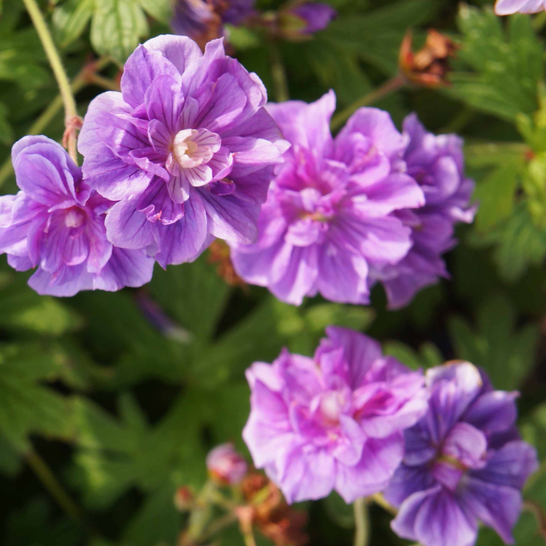 Beemdooievaarsbek 'Caeruleum' (x2) - Geranium pratense plenum caeruleum - Willemse