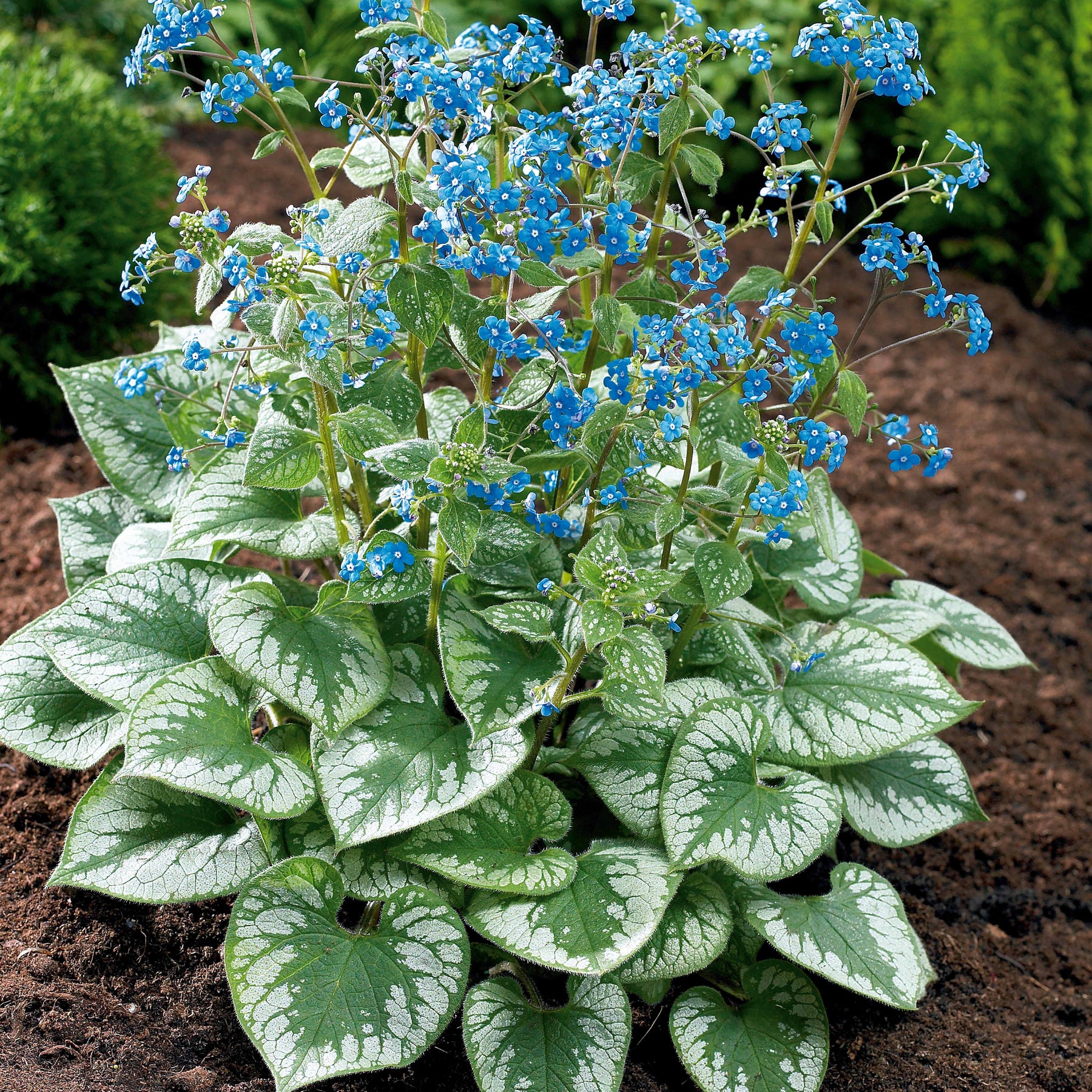 Bloeiende vaste planten - Kaukasische vergeet-mij-nietje 'Emerald Mist'® - Brunnera macrophylla Emerald Mist ®
