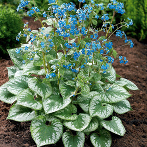 Bloeiende vaste planten - Kaukasische vergeet-mij-nietje 'Emerald Mist'® - Brunnera macrophylla Emerald Mist ®