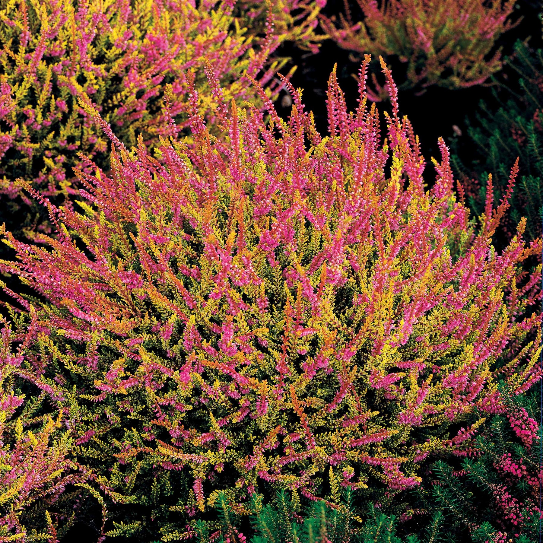 Struikheide - roze (x3) - Willemse