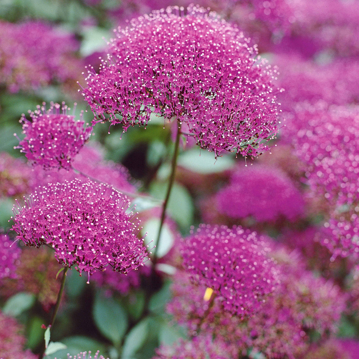 Halsbloem (x3) - Willemse