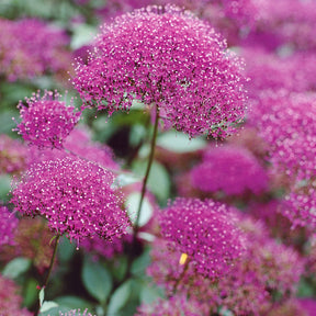 Halsbloem (x3) - Willemse