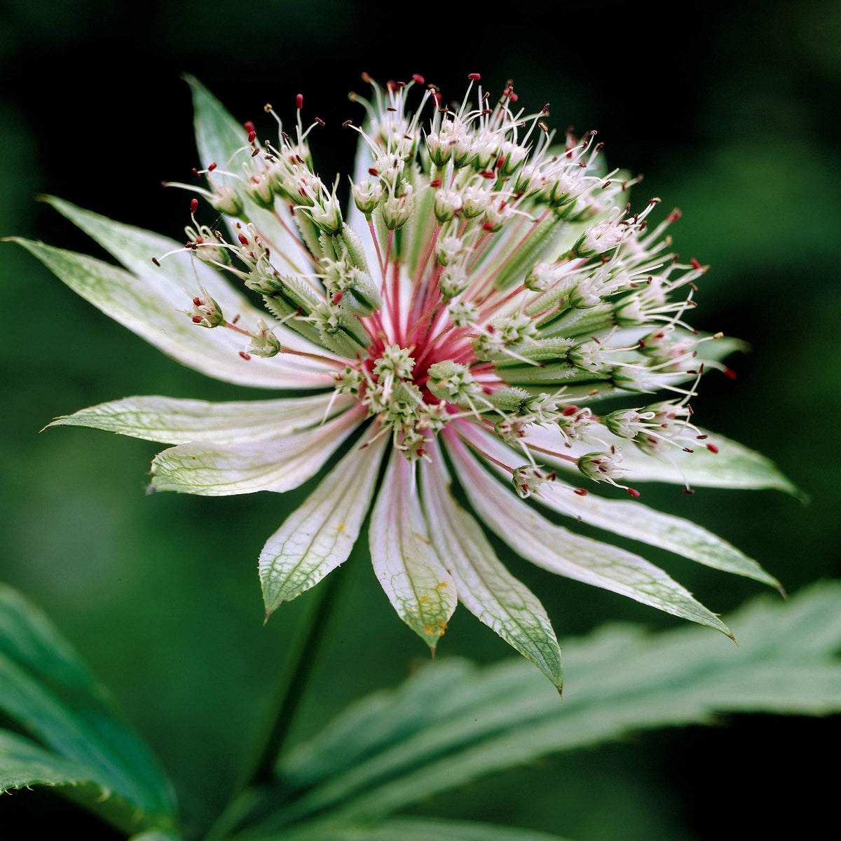 Sterrenscherm (x2) - Astrantia major star of royals - Willemse