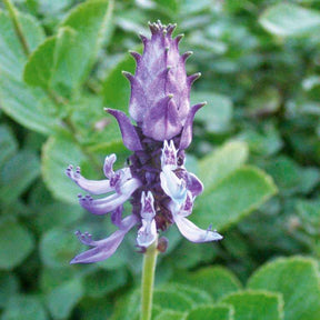 Terras en balkon - Kattenschrik (x3) - Coleus canina