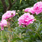 Paeonia lactiflora Sarah Bernhardt - Pioenroos - roze - Pioenrozen
