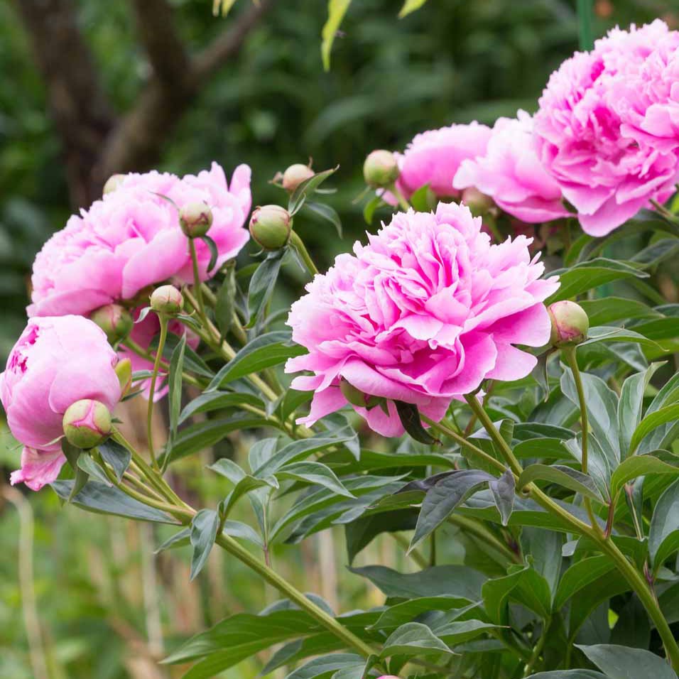 Paeonia lactiflora Sarah Bernhardt - Pioenroos - roze - Pioenrozen