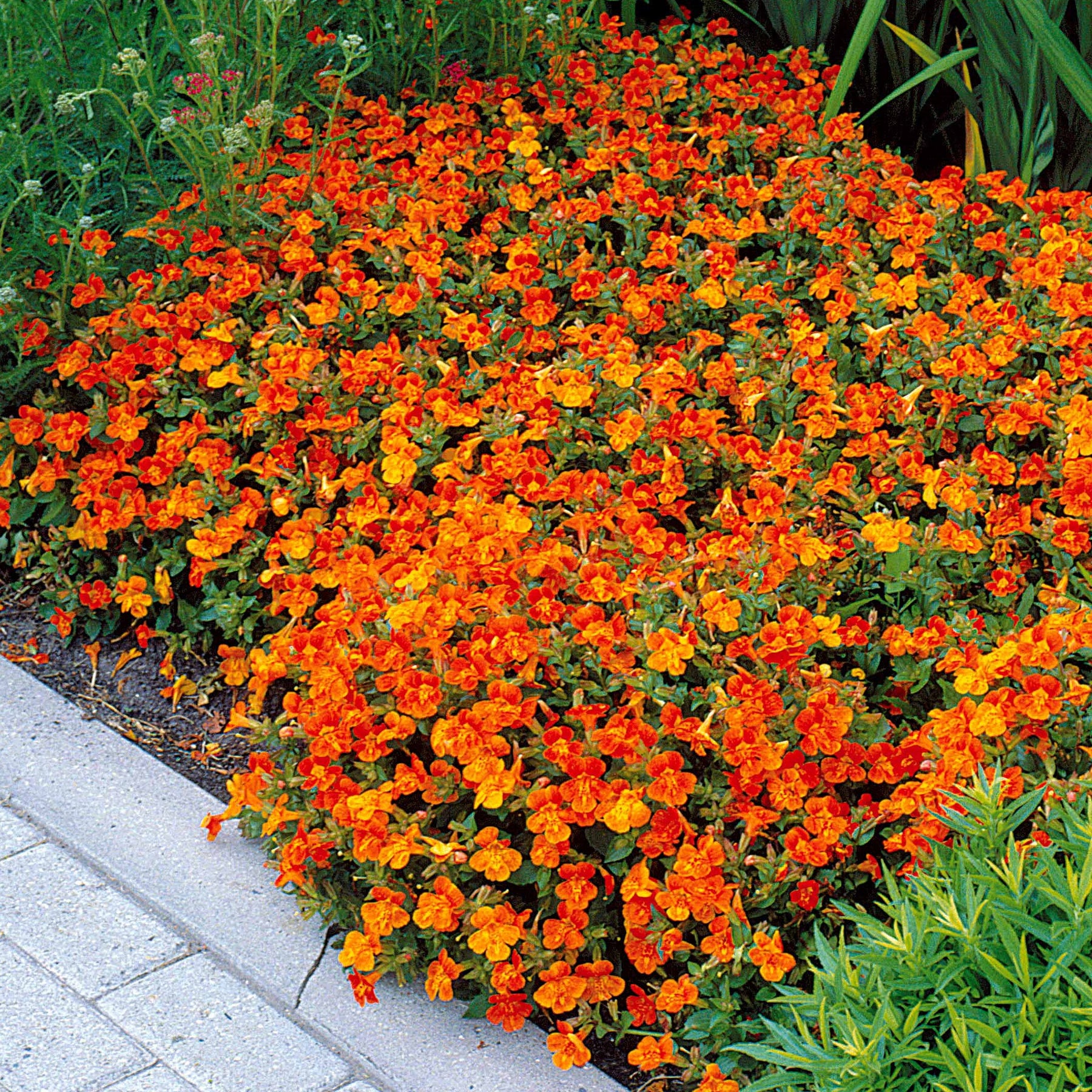 Maskerbloem 'Orange Glow' (x5) - Mimulus orange glow - Willemse