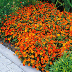 Maskerbloem 'Orange Glow' (x5) - Mimulus orange glow - Willemse