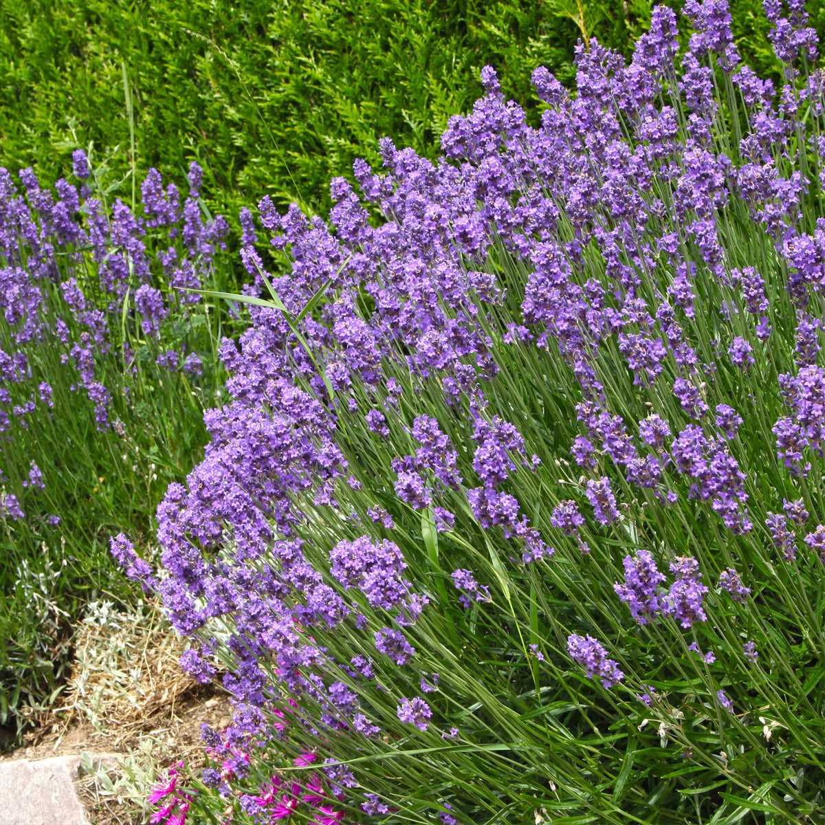 Lavendel 'Grosso' - Willemse