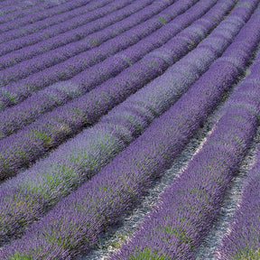 Lavandula angustifolia Grosso - Lavendel 'Grosso' - Lavendel