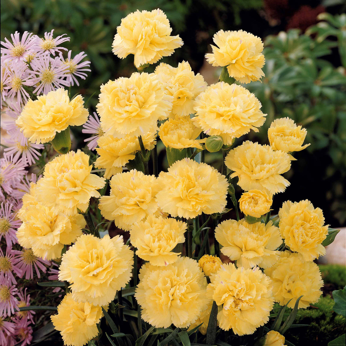 Anjer 'Grenadine Yellow' (x2) - Dianthus caryophyllus grenadin yellow - Willemse