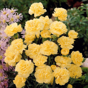 Anjer 'Grenadine Yellow' (x2) - Dianthus caryophyllus grenadin yellow - Willemse