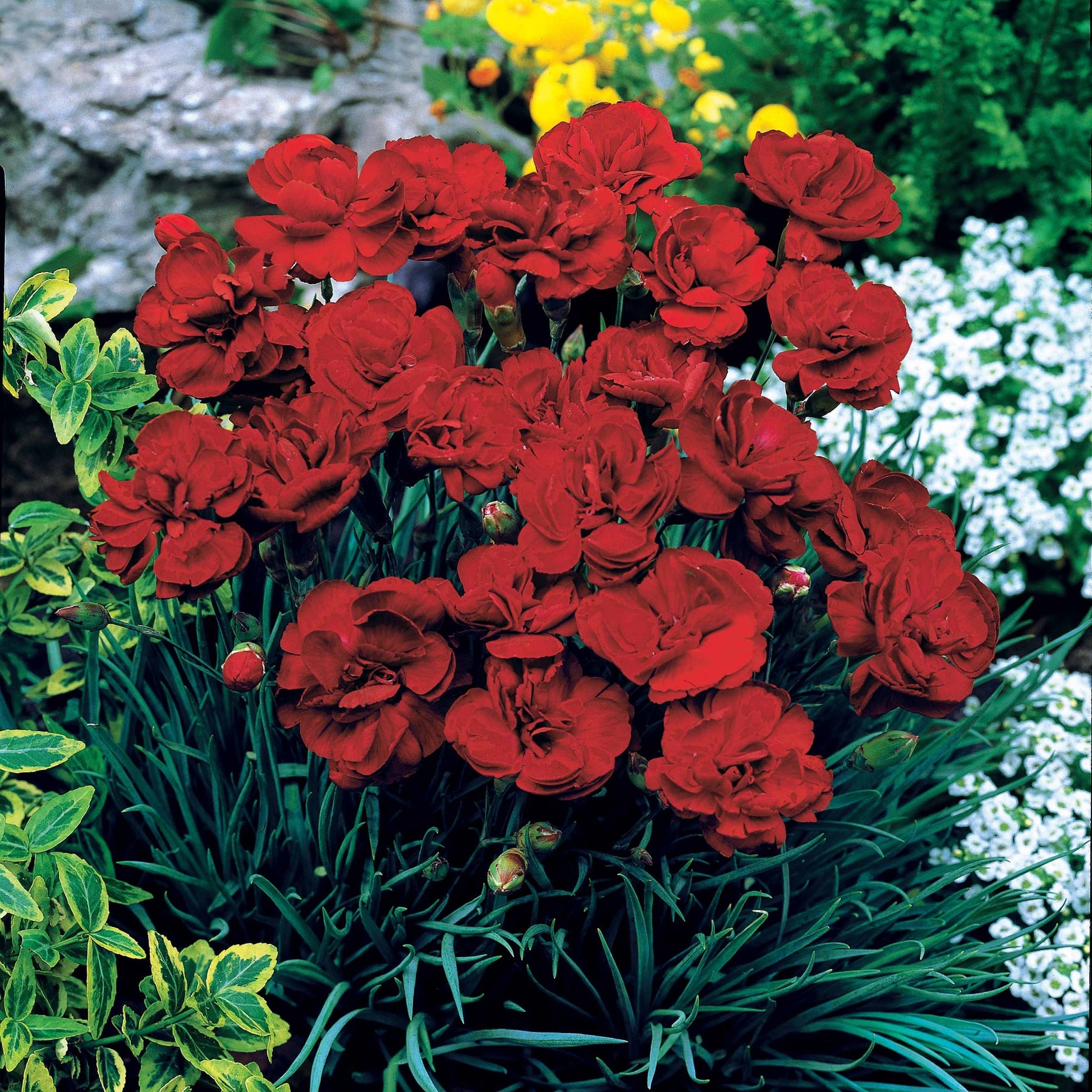 Anjer 'Grenadine Red' (x2) - Willemse
