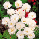 Anjer 'Grenadine White' (x2) - Dianthus caryophyllus Grenadin white - Willemse
