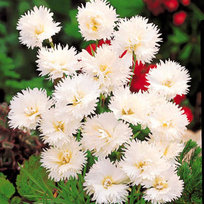 Anjer 'Grenadine White' (x2) - Dianthus caryophyllus Grenadin white - Willemse