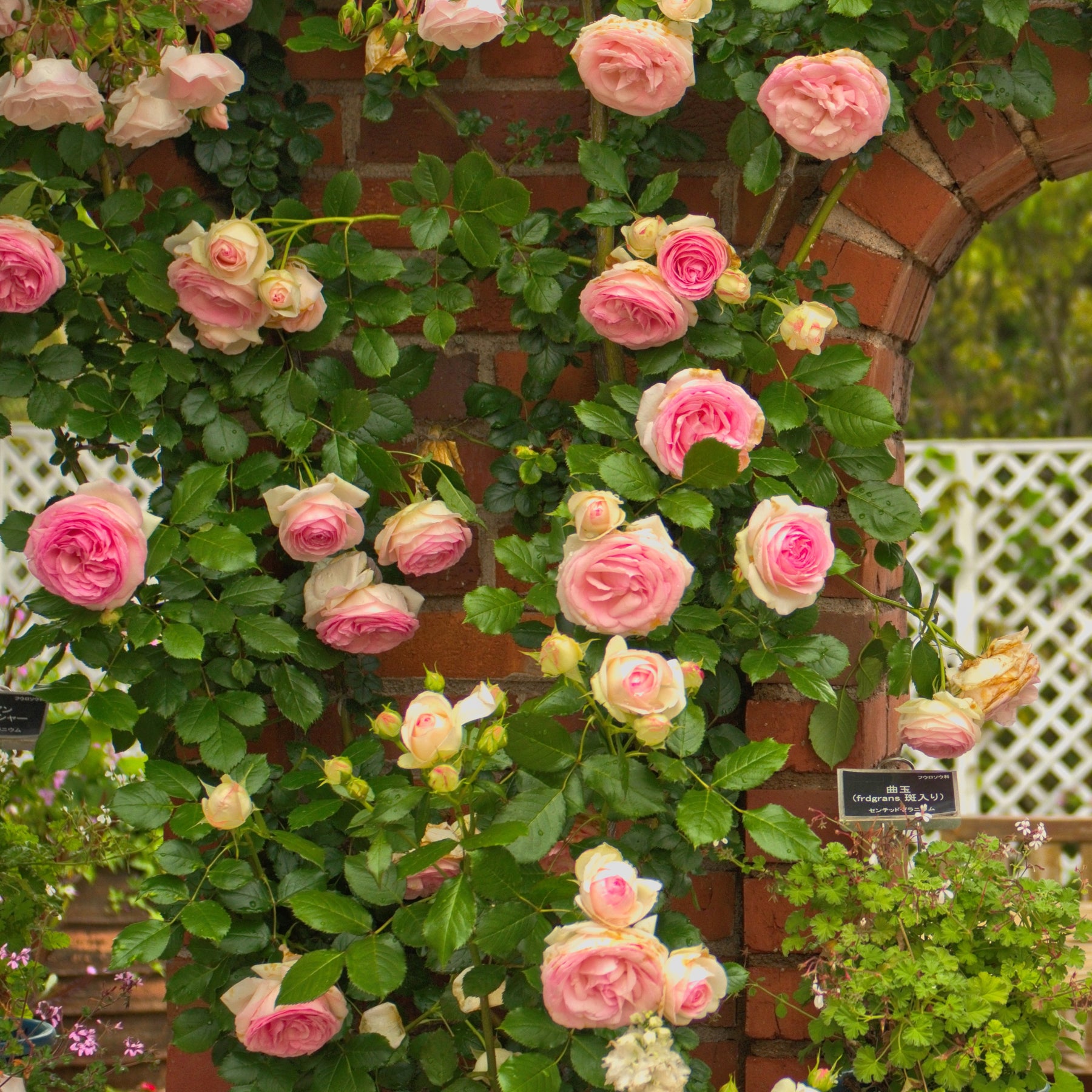 Klimroos 'Pierre de Ronsard' - Rosa grimpant Pierre de Ronsard® Meiviolin - Willemse