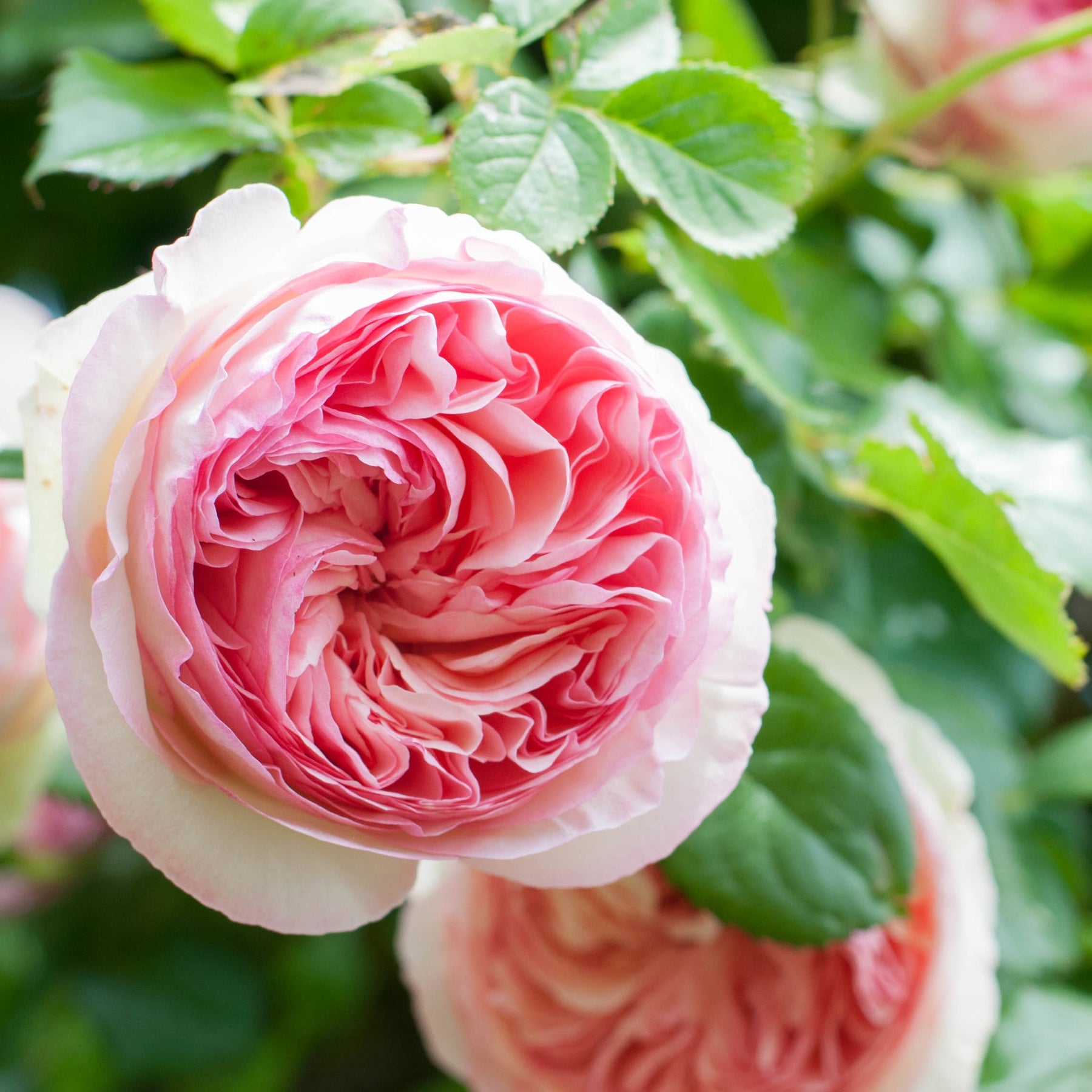 Rosa grimpant Pierre de Ronsard® Meiviolin - Klimroos 'Pierre de Ronsard' - Klimrozen