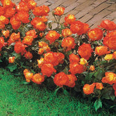 Trosroos 'Harlequin' - Rosa polyantha Harlequin (harlekeijn) - Willemse