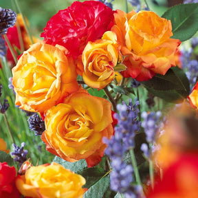 Trosroos 'Harlequin' - Willemse