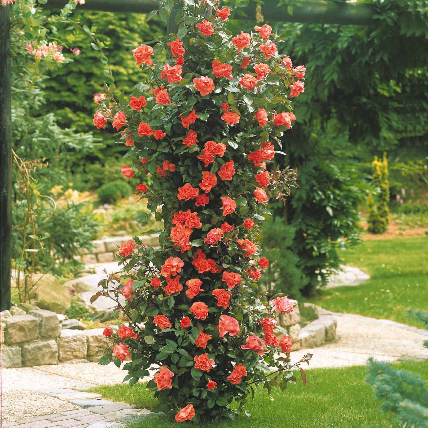 Klimroos 'Metanoia' - Willemse