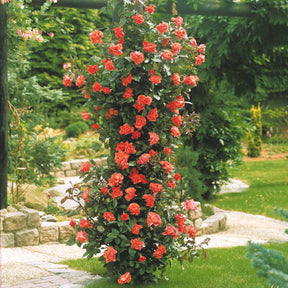 Klimroos 'Metanoia' - Willemse