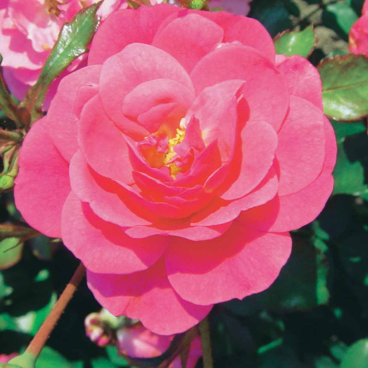 Rosa Mirato ® - Bodembedekkende roos 'Mirato'® - Bodembedekkende rozen