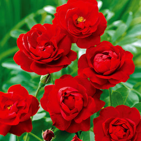 Rosa polyantha - Trosroos - rood - Rozen - Naakte wortels