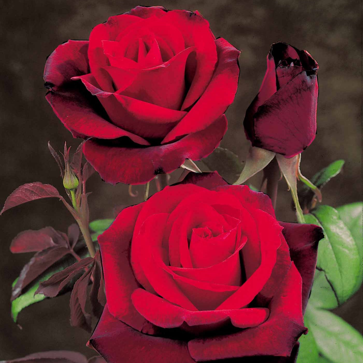 Rosa Barkarole - Grootbloemige roos 'Barkarole' - Rozen