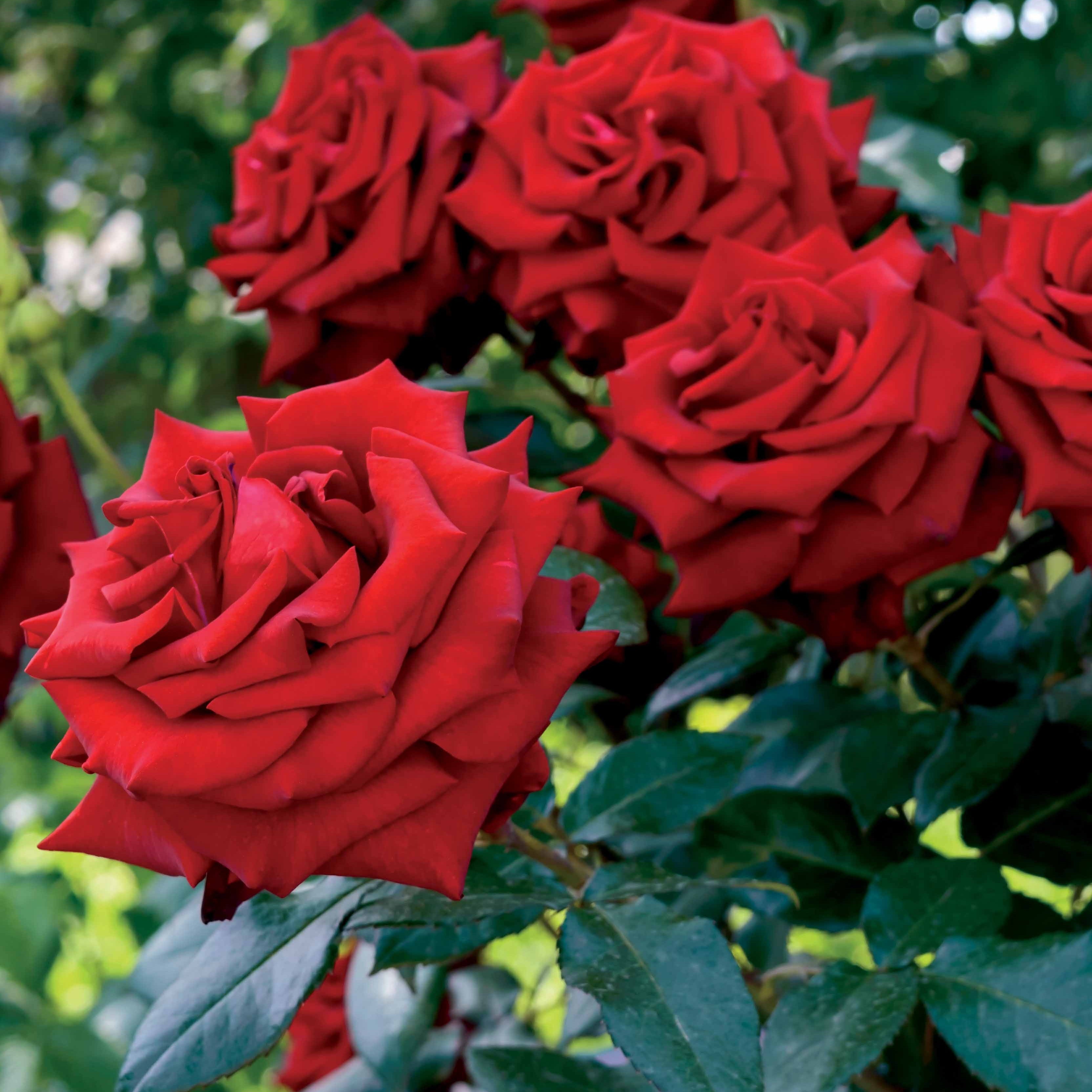 Struikroos - rood - Rosa