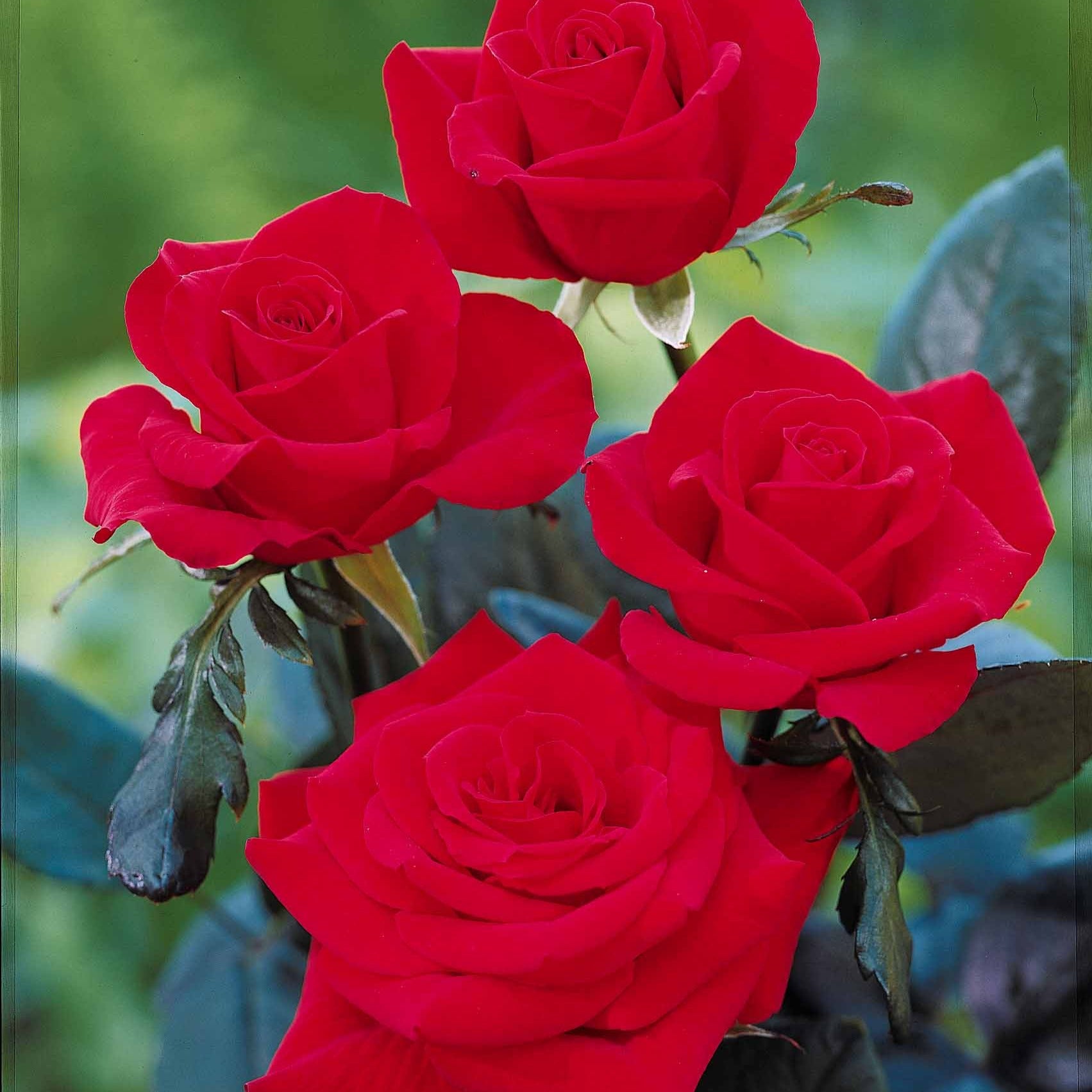 Rosa oklahoma - Roos 'Oklahoma' - Rozen - Naakte wortels