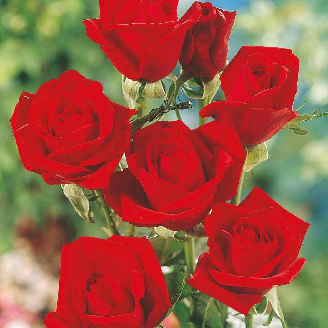 Rozen - Naakte wortels - Roos 'Oklahoma' - Rosa oklahoma