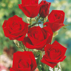 Rozen - Naakte wortels - Roos 'Oklahoma' - Rosa oklahoma