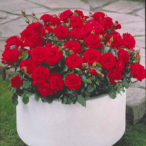 Rozenmix 'Compact' - rood + geel + roze (x3) - Rosa randilla - Willemse