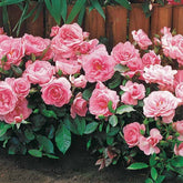 Perkroos 'Randilla' - roze (x3) - Rosa randilla - Willemse