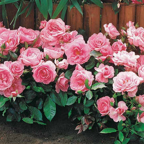 Perkroos 'Randilla' - roze (x3) - Rosa randilla - Willemse