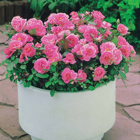 Bodembedekkende rozen - Rozenmix 'Compact' - rood + geel + roze (x3) - Rosa randilla