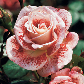 Trosroos 'Famosa' - Willemse